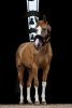 Kantar Teddy - EQUITHEME
